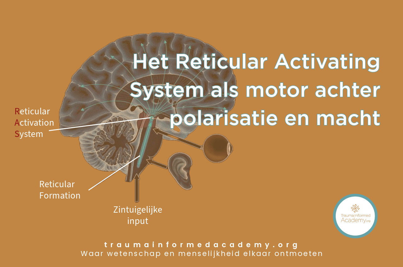 tekening van het brein met daaruit gelicht het RAS, hoe dat een belangrijke rol speelt in machtsvertoon